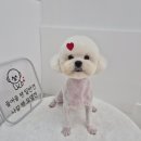 거창하개 이미지