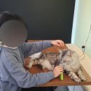 호수로 간 고양이 이미지