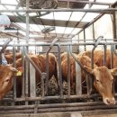 선진한우농장1 이미지