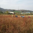 영인면사무소 이미지