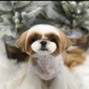 그루밍독 연구소 이미지