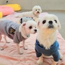 스토리멍 여수애견호텔/여수애견유치원 이미지