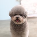 솜뭉치 이미지