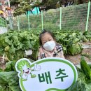 🥬11/21 무&amp;배추 수확하기🥬 &amp; 🧸11/22 달성 군립 도서관 독서문화행사 “효녀 지은” 인형극 관람🧸 이미지