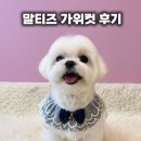 봉순이 - 양양군 | 광주 신창동 애견미용 9살 말티즈 가위컷 봉순이 첫방문 후기 털이몽땅