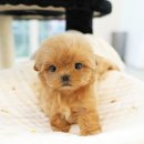 야옹아 멍멍해봐 강아지고양이 평택점 이미지