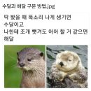 수달과 해달 구분 방법 이미지