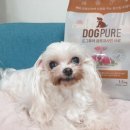 퓨어도그(Pure dog) 이미지