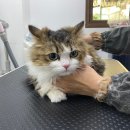 쥬디캣(Judy Cat) 이미지