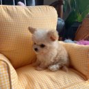 늘 함께하 개 이미지