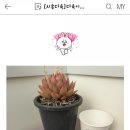 호산나꽃다육 이미지