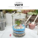 널;닮은꽃