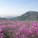 제51차 광주광역시 백두산악회 정기산행 대구 비슬산 진달래[09.04.25.토요일] 이미지