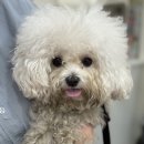 편안한댕 이미지