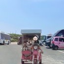 걸리버여행기 | 우도 전기차 애견동반 가능한 걸리버여행기에서 빌린 솔직후기