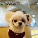 꼬야애견 이미지