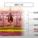 올뷰티의원대전유성 이미지