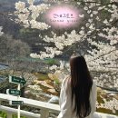 3 | [경주] 경주 산내면 산내그로브 🌸 경주 벚꽃 명소 벚꽃 맛집 카페 유럽 감성 카페 + 2026 전국 벚꽃...