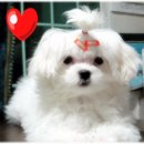 미라클덴탈 이미지