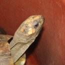 노란거북이 이미지