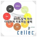 닥터화이트