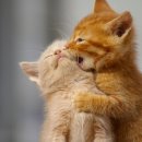 강아지와 고양이(Dog & Cat) 이미지