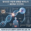 방사선 생물학의 이해: 세포 손상 기전부터 결정적·확률적 영향까지 이미지