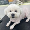 그루밍루나 이미지