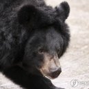 흑곰이다 이미지