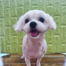 아지양이 펫샵 이미지