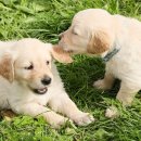 위더스동물의료센터 이미지