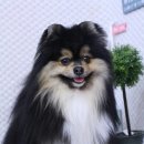 토토펫살롱 이미지