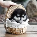 버디독 강아지분양 안심분양센터 서울 영등포점 이미지