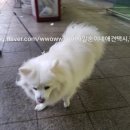 요미 펫택시 이미지