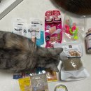 궁들2농장 | 2026 궁디팡팡 캣페스타 다녀온 후기 / 고양이 집사가 꼭 가야할 행사 (구매템 공개)