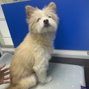 포일동물병원 이미지