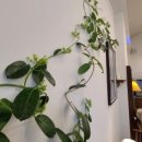 카페프리헷울산 네이버블로그