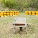 대월양봉 이미지