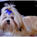 황제라사 이미지