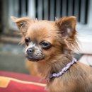 분당24시동물의료센터 이미지