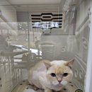 고양이랑놀자 네이버블로그