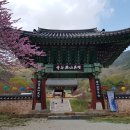 복사꽃이 만발한 연곡사(燕谷寺)