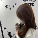 고양이분양 온리캣 이미지