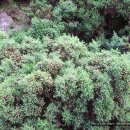 밀크시슬,스코틀랜드 엉겅퀴,스코틀랜드 국화 (Milk Thistle, Holyrood Park, Edinburgh) 이미지