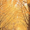 가을에 흠뻑 취한다 황금빛 은행나무길 이미지