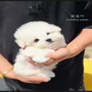 부산강아지분양 유독 이미지