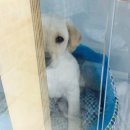 구미 JM 동물 메디컬 센터 이미지