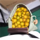 과수원 이미지