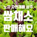 삼거마을 농로4 | 어린 쌈채소 판매 루꼴라 아기당근 구매가능 자연재배 무농약 어린상추 솎은 노지상추