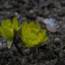 강원도립화목원 이미지